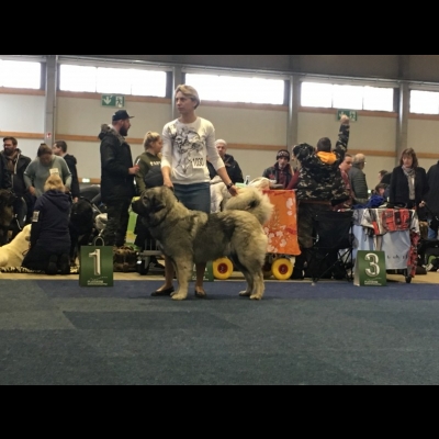 IDS KASSEL'18 - VALKYRIA, NAJLEPSZA DOROSŁA SUKA, ZWYCIĘZCA RASY, CAC, CACIB